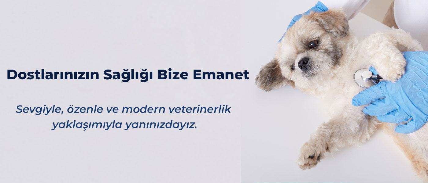 Veteriner Bayrampaşa